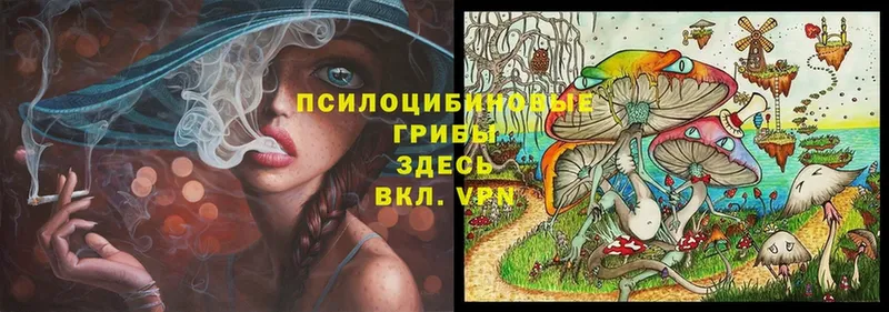 Галлюциногенные грибы Psilocybine cubensis Апшеронск